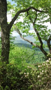 IMG_20140511_153748_260